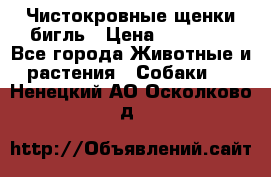 Чистокровные щенки бигль › Цена ­ 15 000 - Все города Животные и растения » Собаки   . Ненецкий АО,Осколково д.